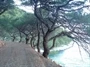 Brač - Pučišća