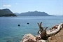 Trstenik