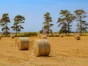 Bale
